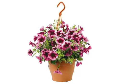 JUNAVERA Petunia | 27 cm hangpot | ca. 25 tot 35 cm hoog | diverse kleuren