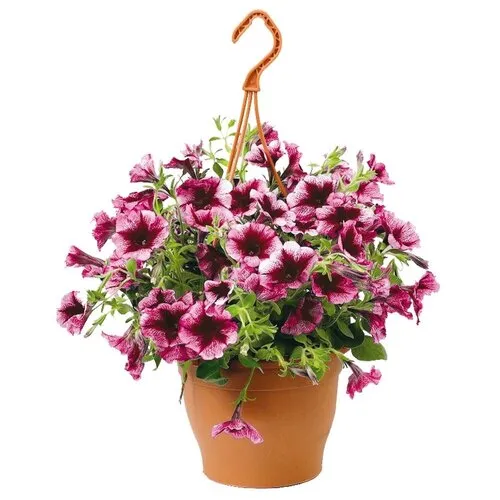 JUNAVERA Petunia | 27 cm hangpot | ca. 25 tot 35 cm hoog | diverse kleuren