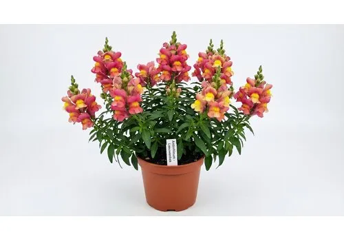 JUNAVERA Leeuwenbek gemengde kleuren | 10 cm pot | ca. 10 tot 20 cm hoog | per stuk