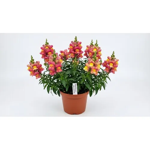 JUNAVERA Leeuwenbek gemengde kleuren | 10 cm pot | ca. 10 tot 20 cm hoog | per stuk