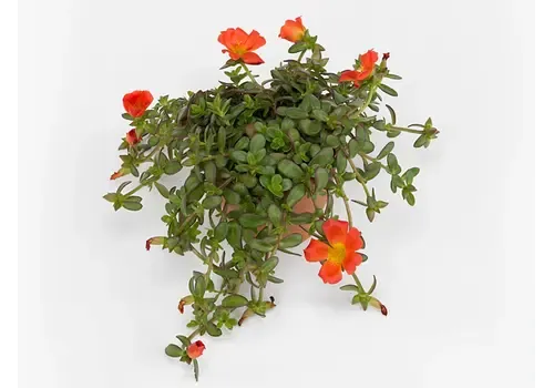 JUNAVERA Portulaca grandiflora Porto Grande Scarlet | 17 cm hoog | 12 cm pot