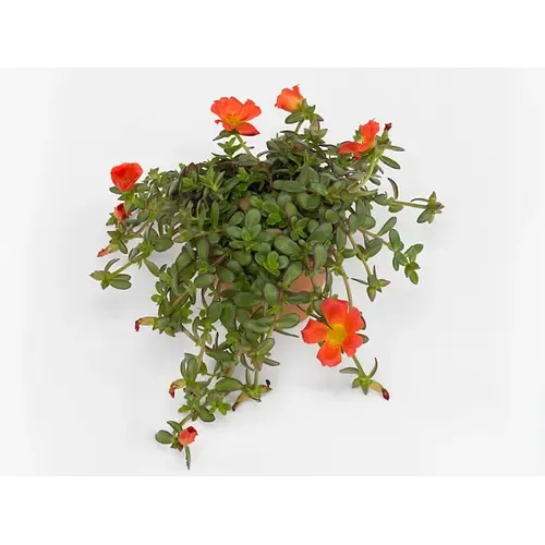JUNAVERA Portulaca grandiflora Porto Grande Scarlet | 17 cm hoog | 12 cm pot