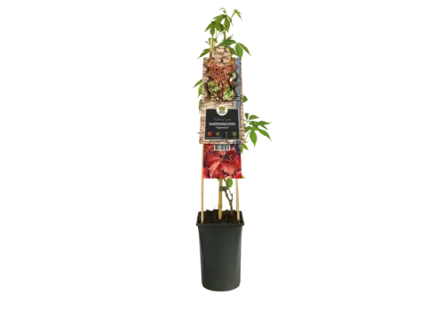 JUNAVERA Parthenocissus quinquefolia 'Engelmannii' | wilde wingerd | 60 cm hoog | 14 cm pot