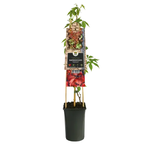 JUNAVERA Parthenocissus quinquefolia 'Engelmannii' | wilde wingerd | 60 cm hoog | 14 cm pot