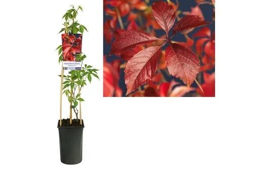JUNAVERA Parthenocissus quinquefolia 'Engelmannii' | wilde wingerd | 60 cm hoog | 14 cm pot