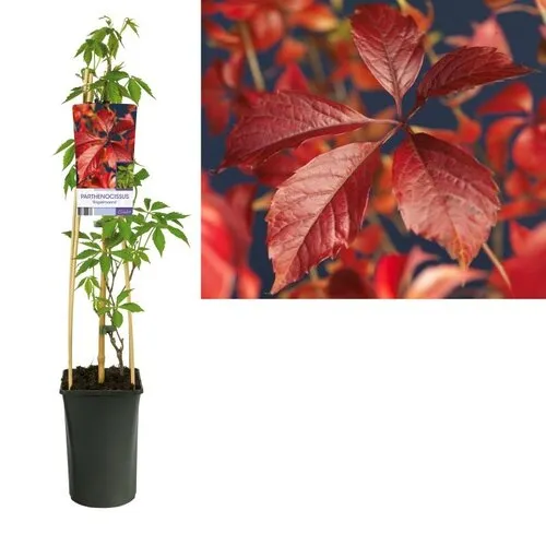 JUNAVERA Parthenocissus quinquefolia 'Engelmannii' | wilde wingerd | 60 cm hoog | 14 cm pot