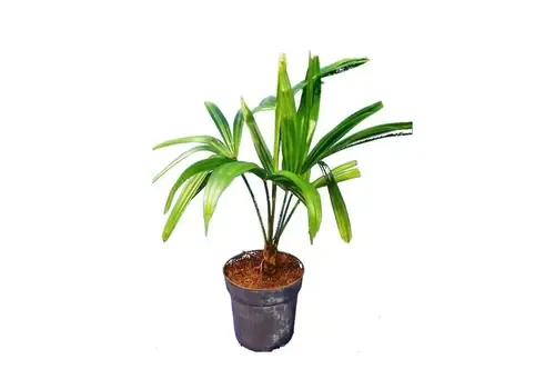 JUNAVERA Trachycarpus fortunei | Chinese waaierpalm | 30 cm hoog | 9 cm pot