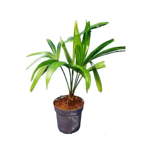 JUNAVERA Trachycarpus fortunei | Chinese waaierpalm | 30 cm hoog | 9 cm pot