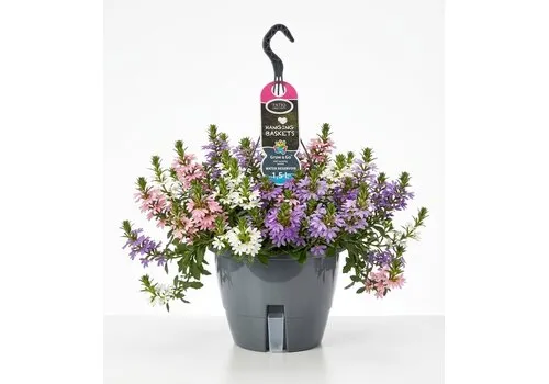 JUNAVERA Scaevola aemula | Waaierbloem mix | 21 cm hangpot | ca. 25 cm hoog | Per stuk