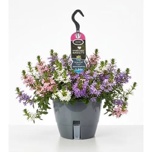 JUNAVERA Scaevola aemula | Waaierbloem mix | 21 cm hangpot | ca. 25 cm hoog | Per stuk