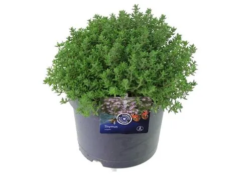 JUNAVERA Thymus vulgaris Precompa | Tijm | 20 cm hoog | 14 cm pot