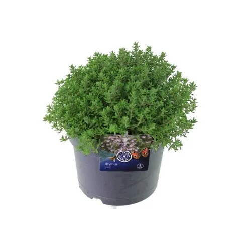 JUNAVERA Thymus vulgaris Precompa | Tijm | 20 cm hoog | 14 cm pot