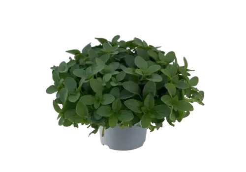 JUNAVERA Origanum Vulgare Compactum | Oregano | ca. 15 cm hoog | 14 cm pot