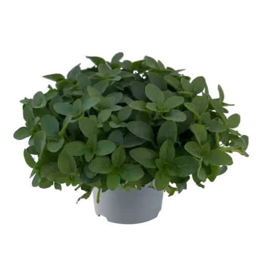 JUNAVERA Origanum Vulgare Compactum | Oregano | ca. 15 cm hoog | 14 cm pot