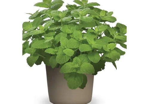 JUNAVERA Mentha suaveolens Applemint | 25 cm hoog | 14 cm pot