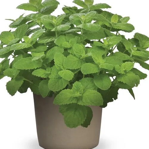 JUNAVERA Mentha suaveolens Applemint | 25 cm hoog | 14 cm pot