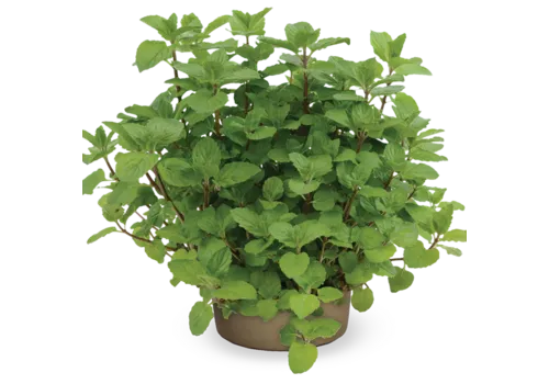 JUNAVERA Mentha x piperita | Pepermunt | 25 cm hoog | 14 cm pot