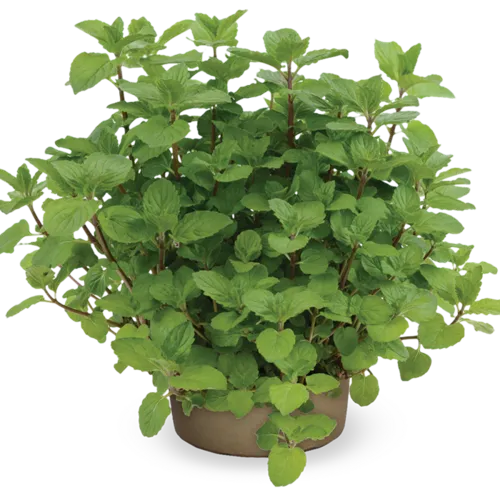 JUNAVERA Mentha x piperita | Pepermunt | 25 cm hoog | 14 cm pot
