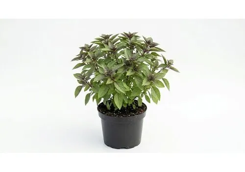 JUNAVERA Ocimum basilicum African Blue | 14 cm pot | ca. 30 cm hoog