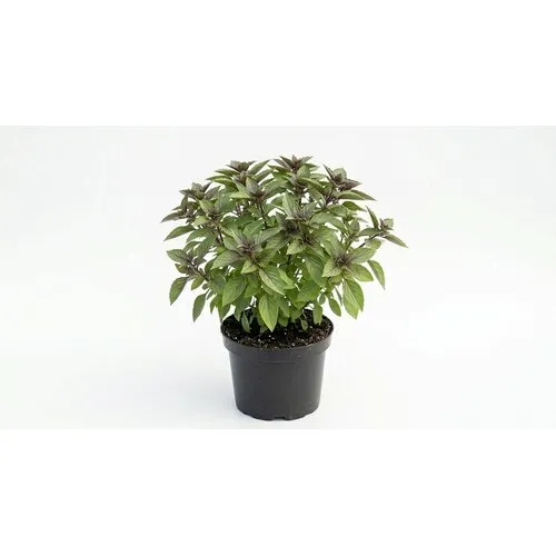 JUNAVERA Ocimum basilicum African Blue | 14 cm pot | ca. 30 cm hoog