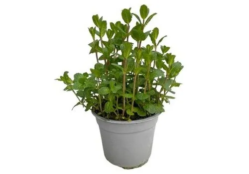 JUNAVERA Mentha spicata Moroccan | Marokkaanse munt | 25 cm hoog | 14 cm pot