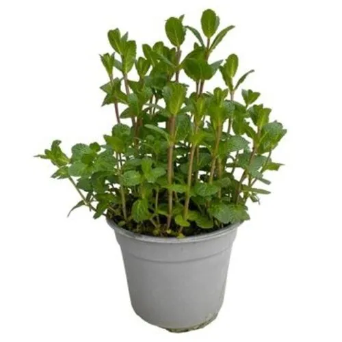 JUNAVERA Mentha spicata Moroccan | Marokkaanse munt | 25 cm hoog | 14 cm pot