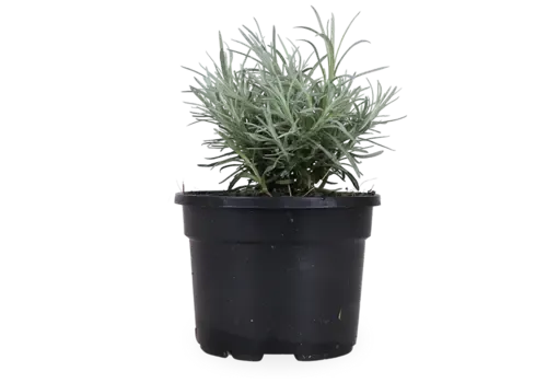 JUNAVERA Kerrieplant | Kerrie kruid | 10 cm pot | ca. 10 tot 15 cm hoog