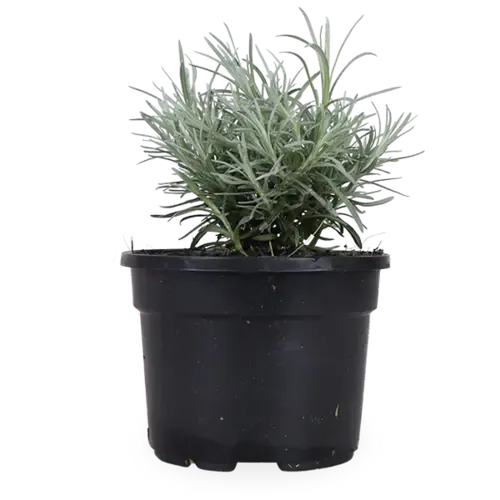 JUNAVERA Kerrieplant | Kerrie kruid | 10 cm pot | ca. 10 tot 15 cm hoog
