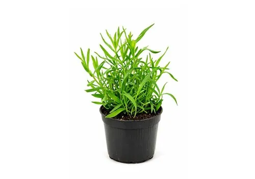 JUNAVERA Franse dragon | 10 cm pot | 15 tot 25 cm hoog