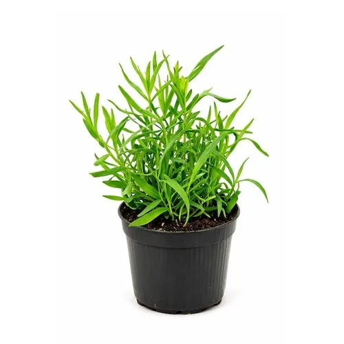 JUNAVERA Franse dragon | 10 cm pot | 15 tot 25 cm hoog