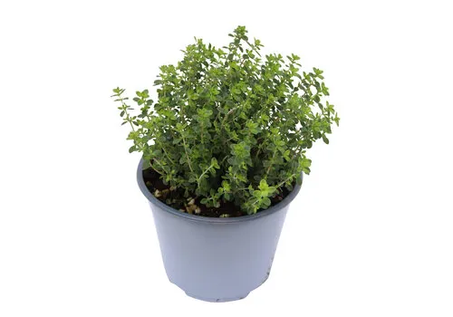 JUNAVERA Citroentijm | Thymus citriodorus | ca. 15 cm hoog | 10 cm pot