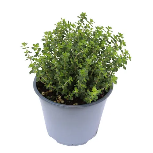 JUNAVERA Citroentijm | Thymus citriodorus | ca. 15 cm hoog | 10 cm pot