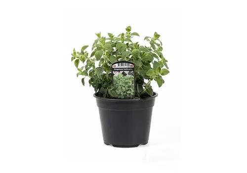 JUNAVERA Spicy Oregano | 10 cm pot | ca. 10 tot 20 cm hoog