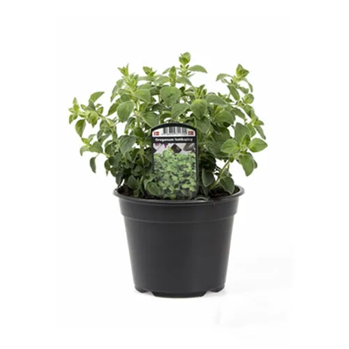 JUNAVERA Spicy Oregano | 10 cm pot | ca. 10 tot 20 cm hoog