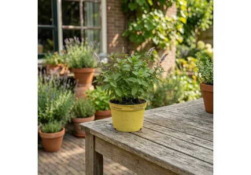 JUNAVERA Mentha x piperita Citroenmint | 15 tot 25 cm hoog | 11 cm bio afbreekbare pot