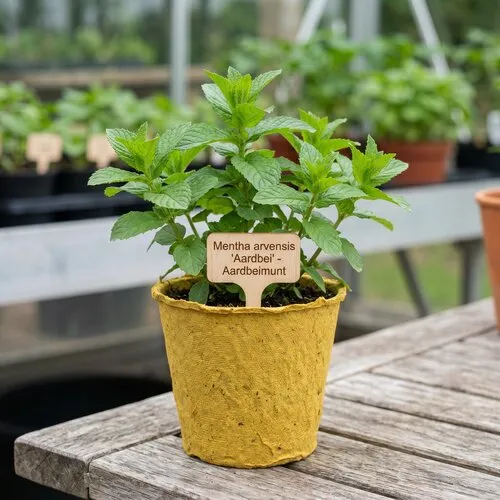 JUNAVERA Mentha arvensis Aardbei Mint | 11 cm bio afbreekbare pot | 10 tot 20 cm hoog