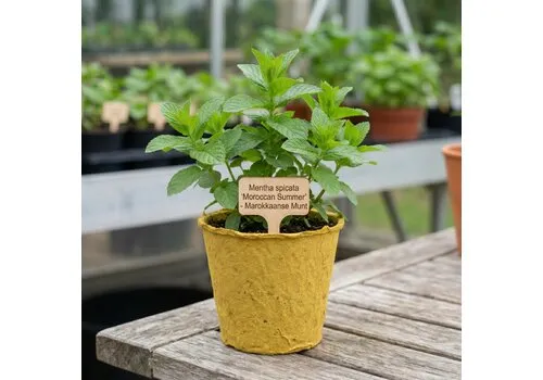 JUNAVERA Mentha spicata Moroccan Summer | 11 cm bio afbreekbare pot | ca. 25 cm hoog