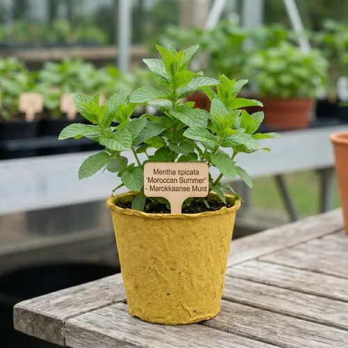 JUNAVERA Mentha spicata Moroccan Summer | 11 cm bio afbreekbare pot | ca. 25 cm hoog
