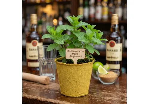JUNAVERA Mentha nervosa Mojito | Mojitomunt | 11 cm bio afbreekbare pot | ca. 15 cm hoog