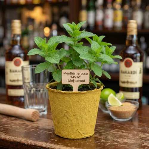 JUNAVERA Mentha nervosa Mojito | Mojitomunt | 11 cm bio afbreekbare pot | ca. 15 cm hoog