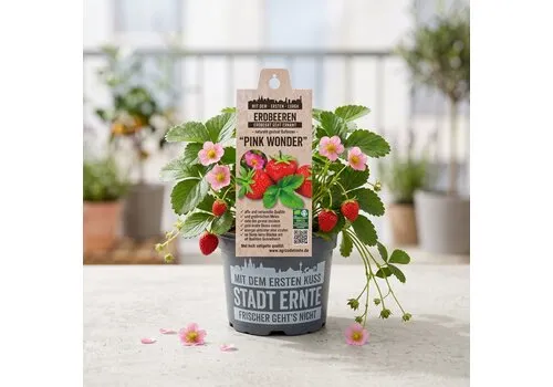 JUNAVERA Aardbei Pink Wonder | 16 cm pot | 20 cm hoog