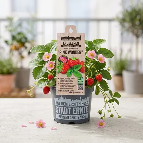 JUNAVERA Aardbei Pink Wonder | 16 cm pot | 20 cm hoog