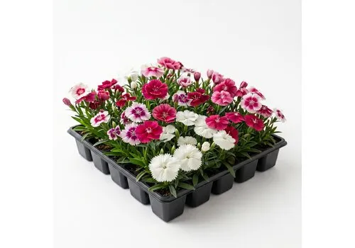 JUNAVERA Tray anjers mix | 24 planten | 6 cm pot | ca. 10 cm hoog