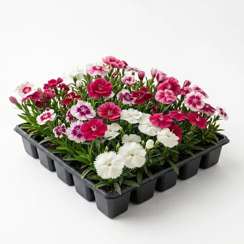 JUNAVERA Tray anjers mix | 24 planten | 6 cm pot | ca. 10 cm hoog