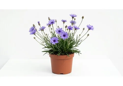JUNAVERA Catananche caerulea | blauwe strobloem | 15 cm pot | ca. 15 tot 25 cm hoog