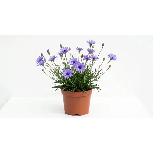 JUNAVERA Catananche caerulea | blauwe strobloem | 15 cm pot | ca. 15 tot 25 cm hoog