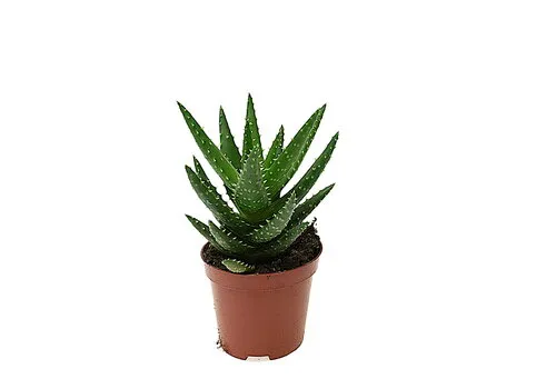 JUNAVERA Aloe perfoliata Mitriformis | 8,5 cm pot | ca. 10-15 cm hoog