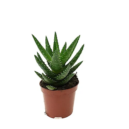 JUNAVERA Aloe perfoliata Mitriformis | 8,5 cm pot | ca. 10-15 cm hoog