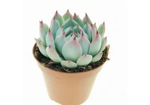JUNAVERA Echeveria chihuahuaensis | 8,5 cm pot | 10 cm hoog