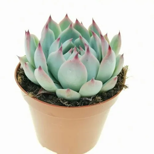 JUNAVERA Echeveria chihuahuaensis | 8,5 cm pot | 10 cm hoog
